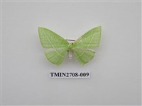 藏品(尺蛾255)的圖片